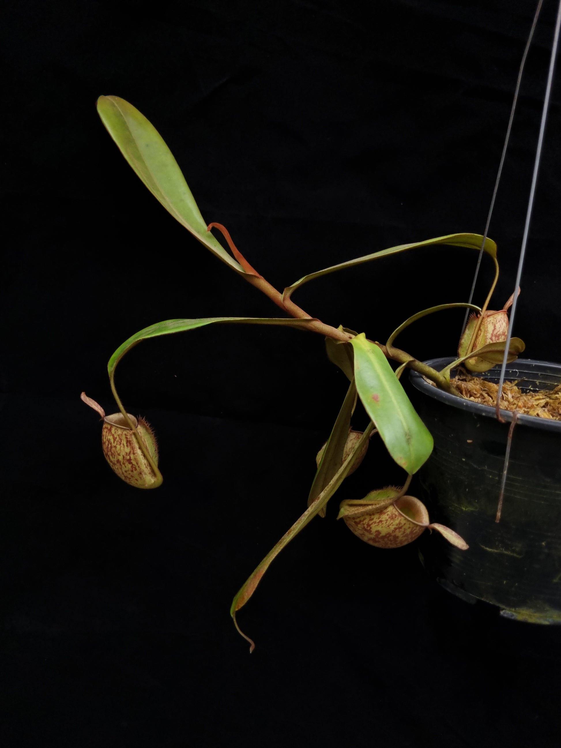 nepenthes ampullaria pitcher plant carnivorous plant sale Singapore