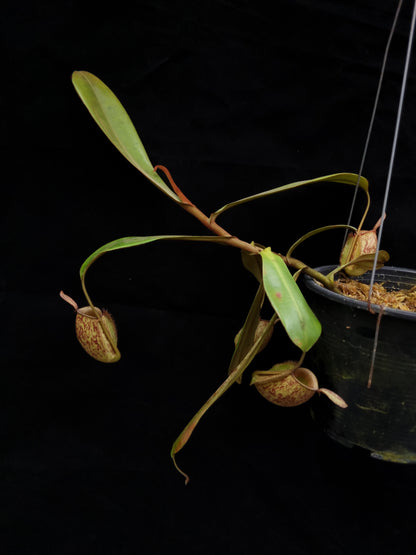 nepenthes ampullaria pitcher plant carnivorous plant sale Singapore