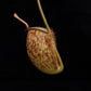 nepenthes ampullaria pitcher plant carnivorous plant sale Singapore side view 
