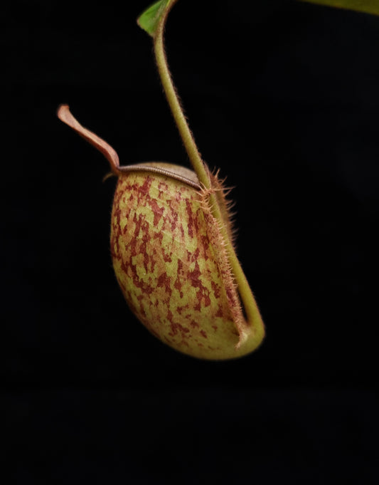 nepenthes ampullaria pitcher plant carnivorous plant sale Singapore side view 