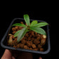 nepenthes bellii miniature pitcher plant carnivorous plant sale Singapore 