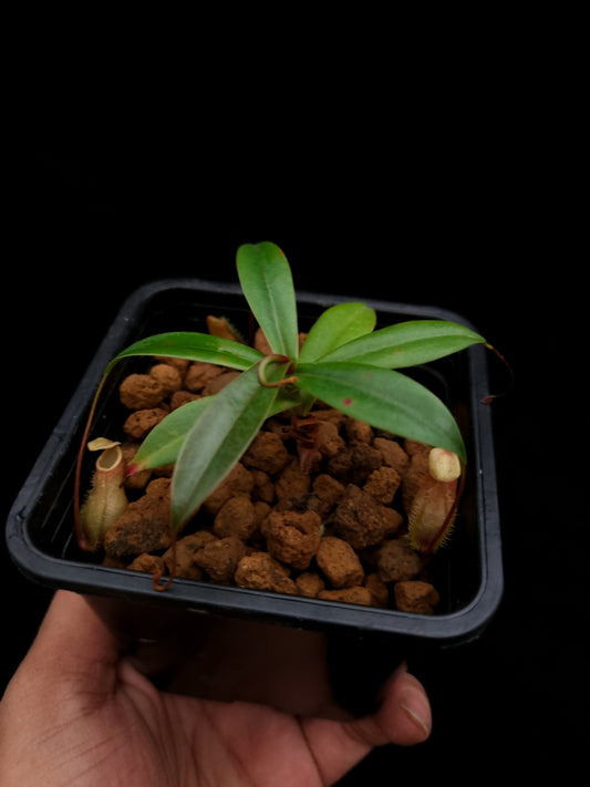 nepenthes bellii miniature pitcher plant carnivorous plant sale Singapore 