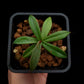 nepenthes bellii miniature pitcher plant carnivorous plant sale Singapore 