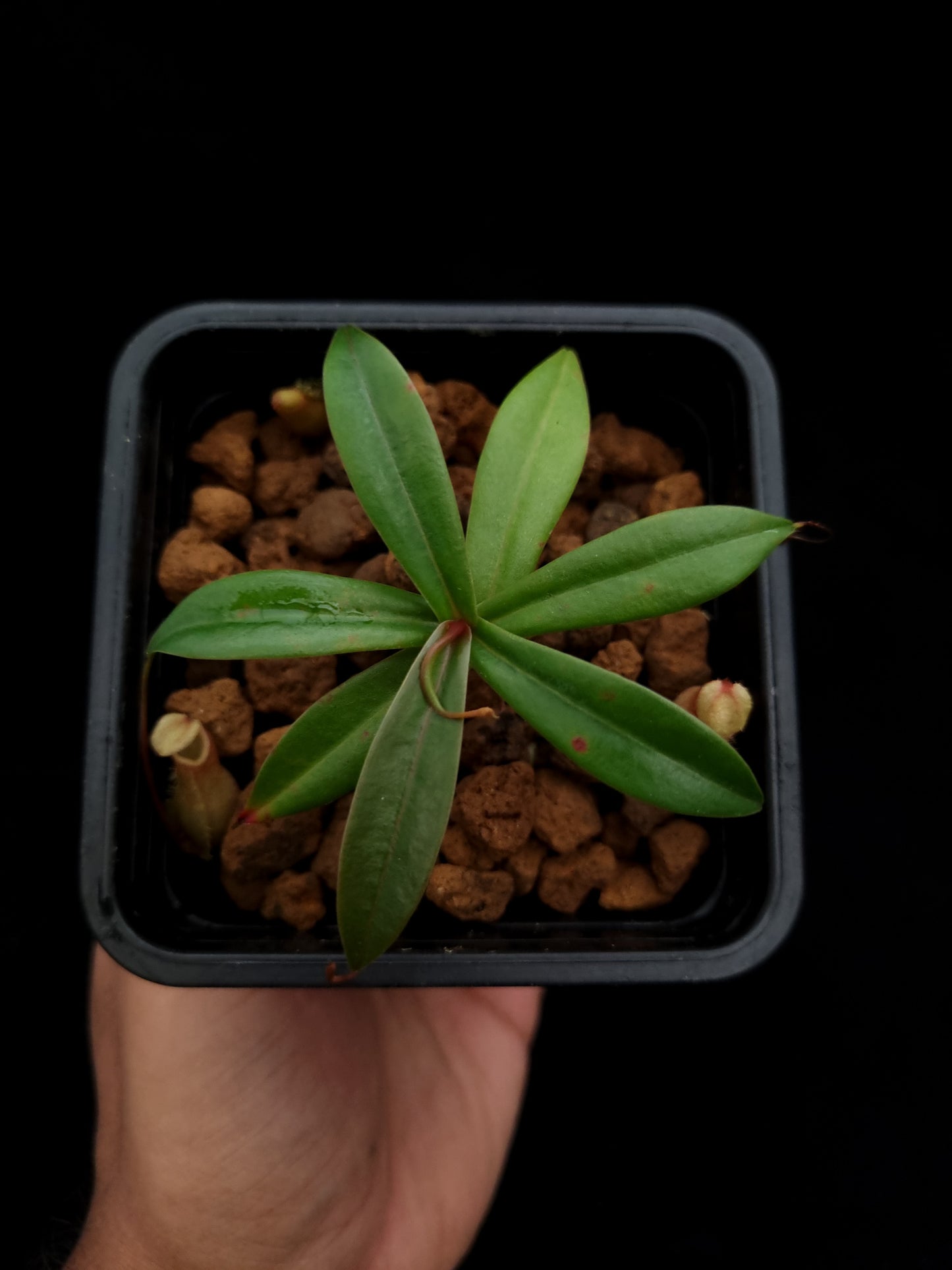 nepenthes bellii miniature pitcher plant carnivorous plant sale Singapore 
