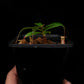 nepenthes bellii miniature pitcher plant carnivorous plant sale Singapore 