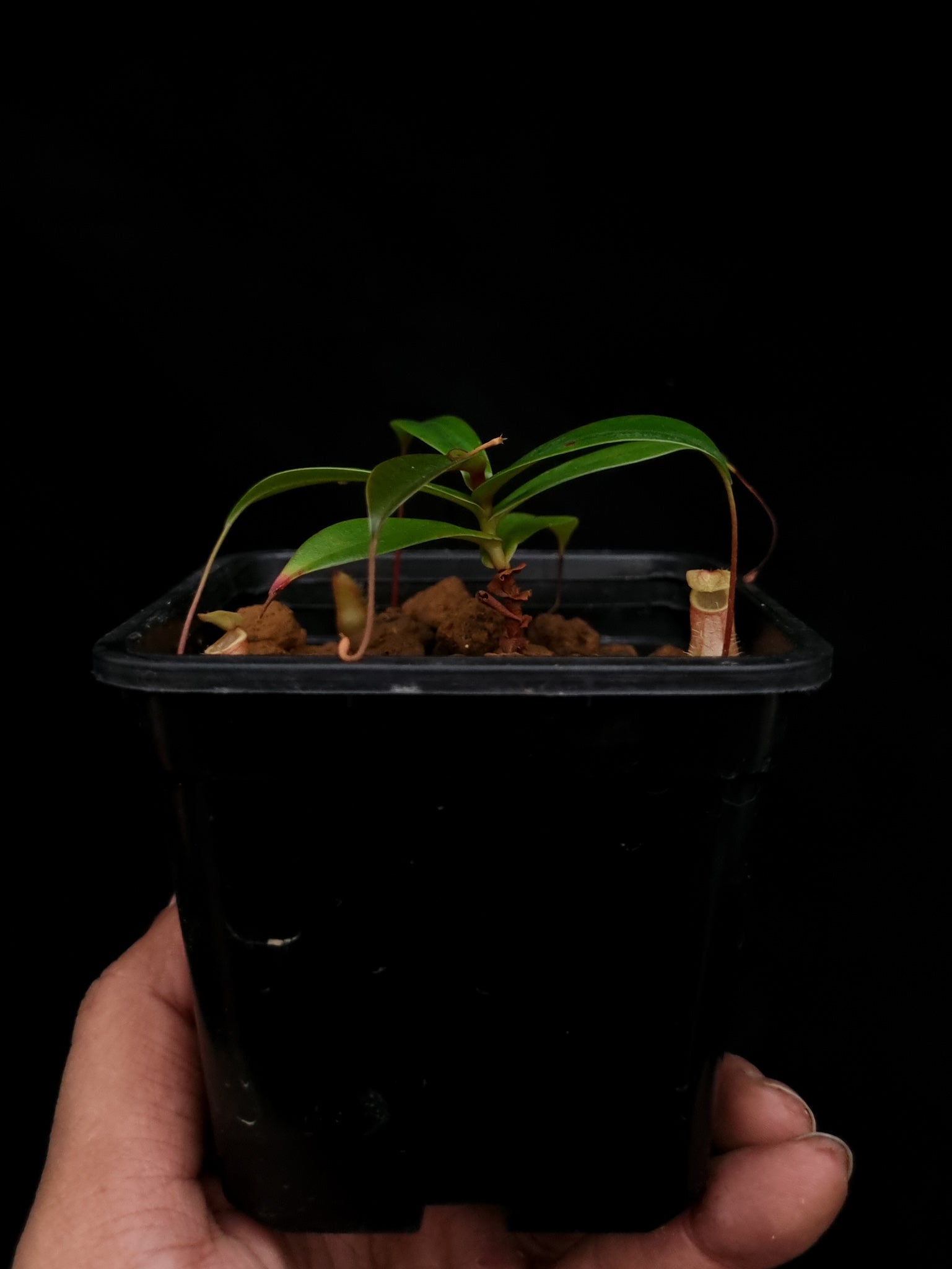 nepenthes bellii miniature pitcher plant carnivorous plant sale Singapore 