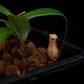 nepenthes bellii miniature pitcher plant carnivorous plant sale Singapore 