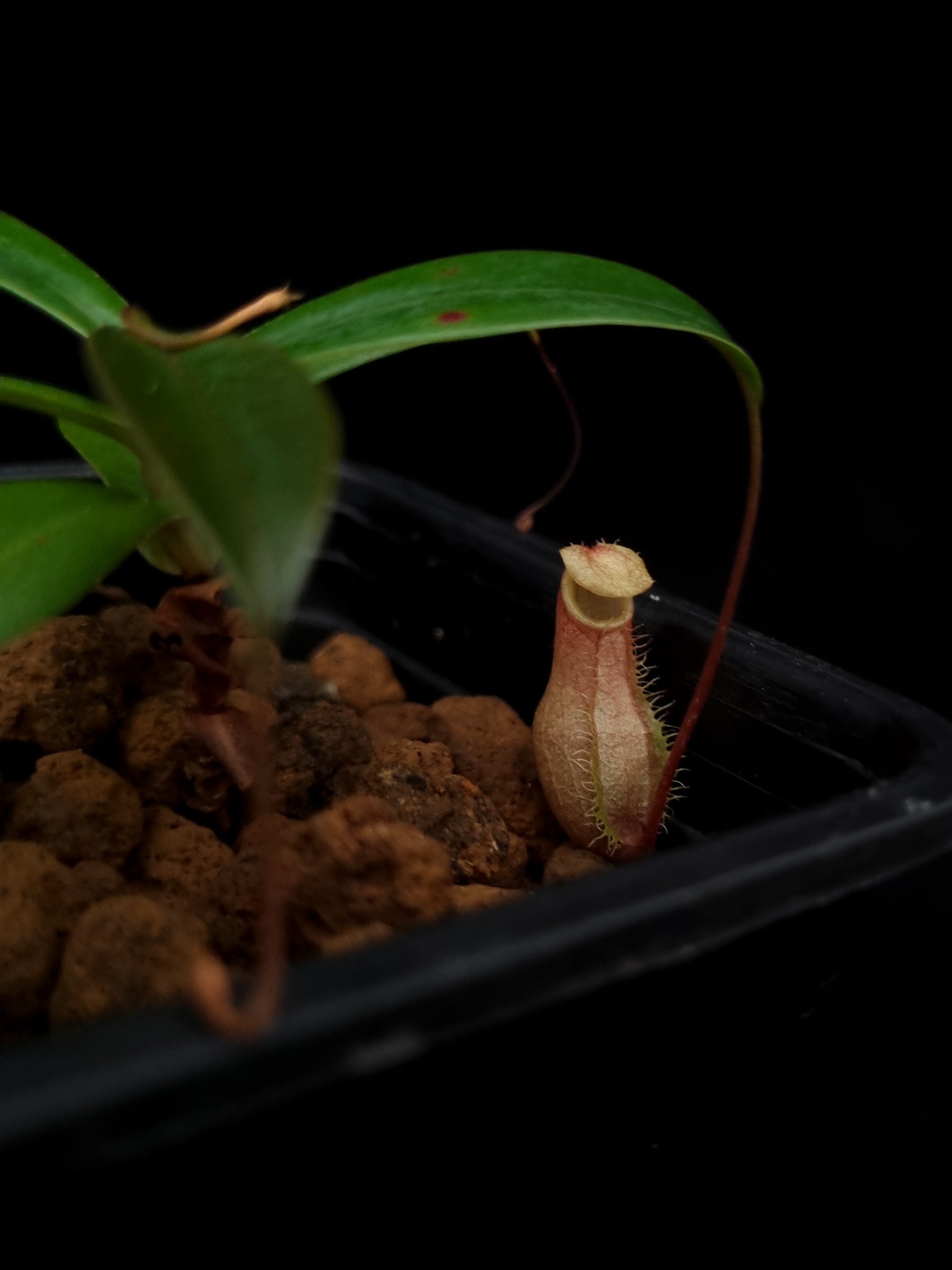 nepenthes bellii miniature pitcher plant carnivorous plant sale Singapore 
