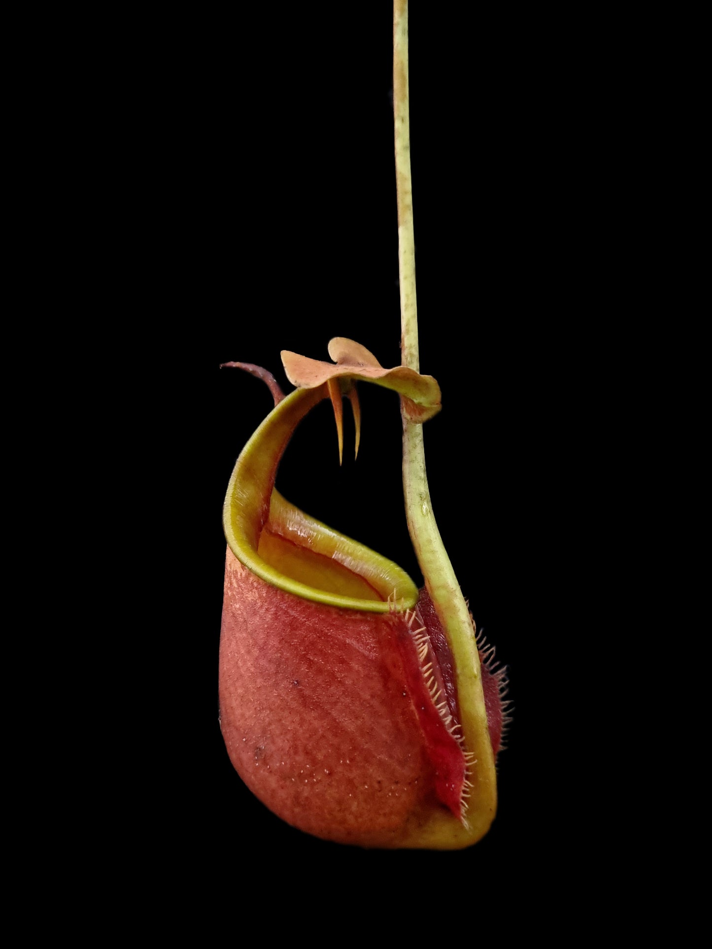 nepenthes bicalcarata fanged tropical pitcher plant carnivorous plants sale Singapore 