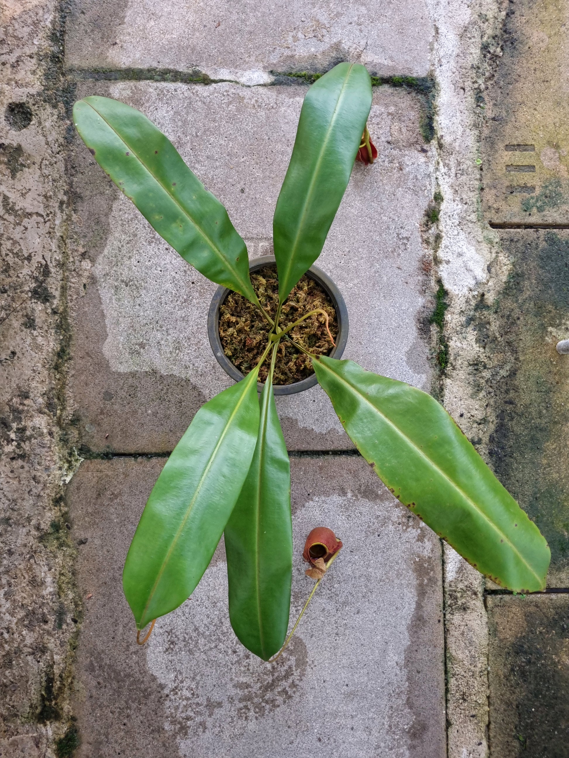 nepenthes bicalcarata fanged tropical pitcher plant carnivorous plants sale Singapore 