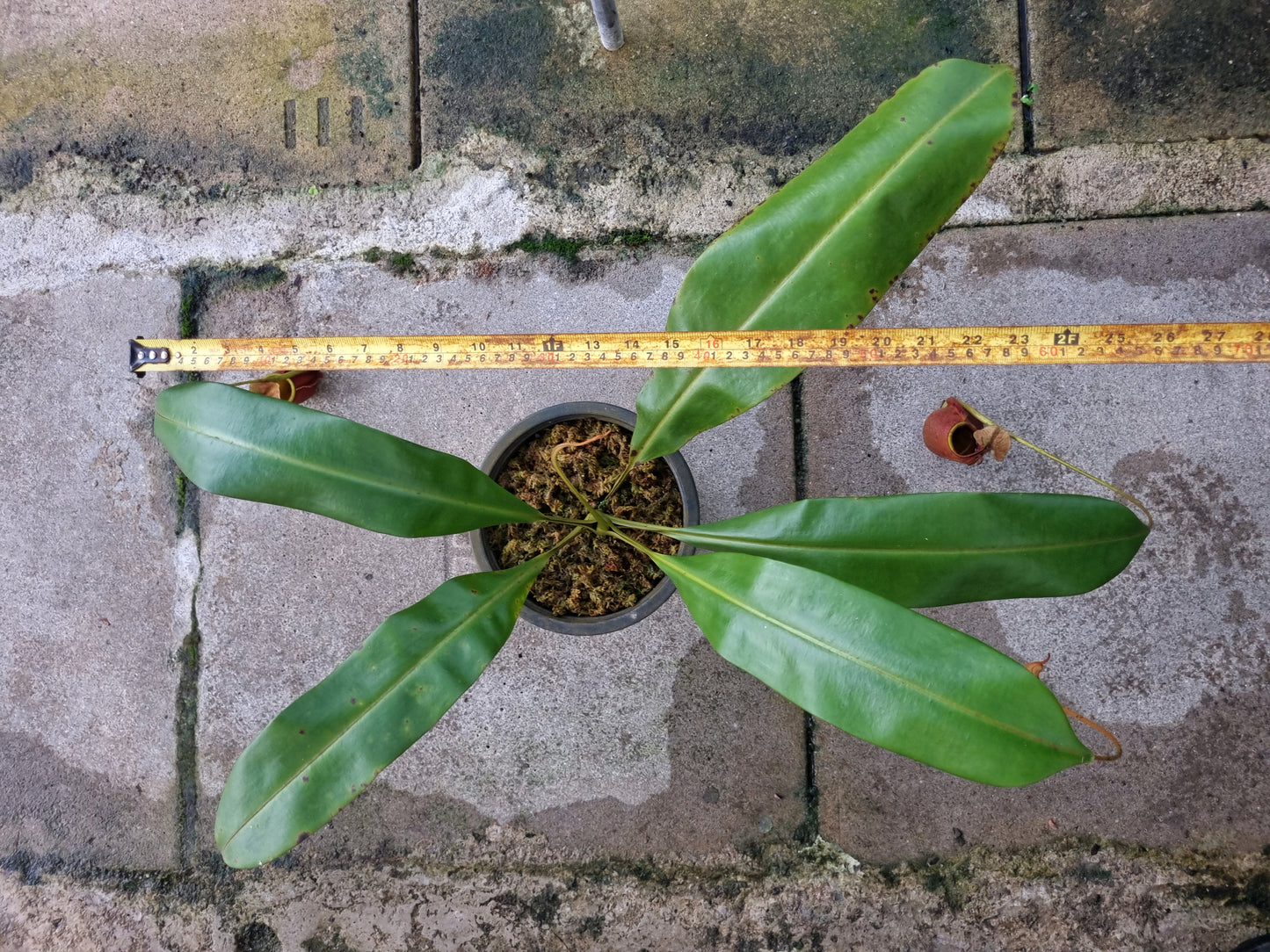 nepenthes bicalcarata fanged tropical pitcher plant carnivorous plants sale Singapore 
