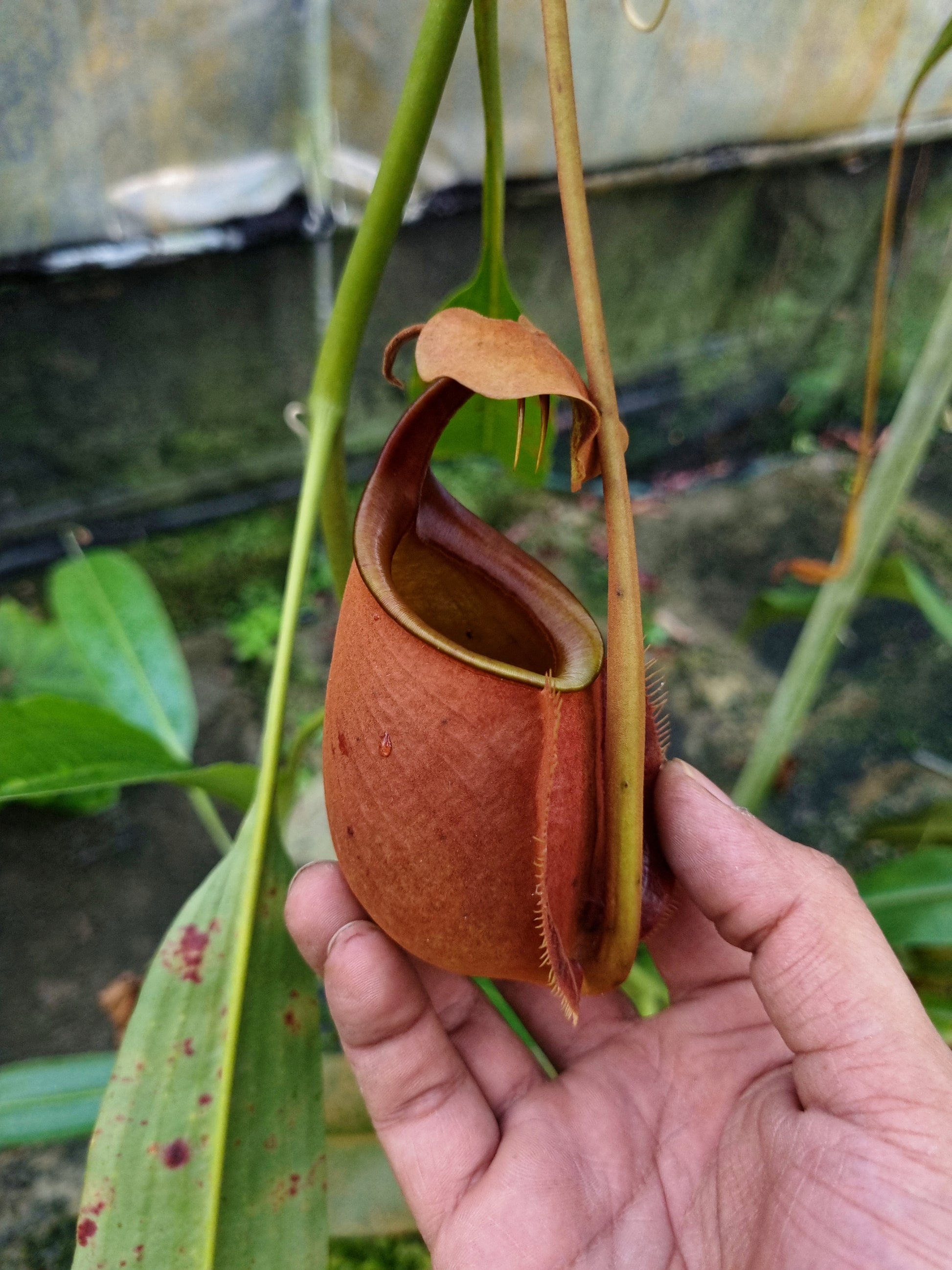 nepenthes bicalcarata fanged tropical pitcher plant carnivorous plants sale Singapore 