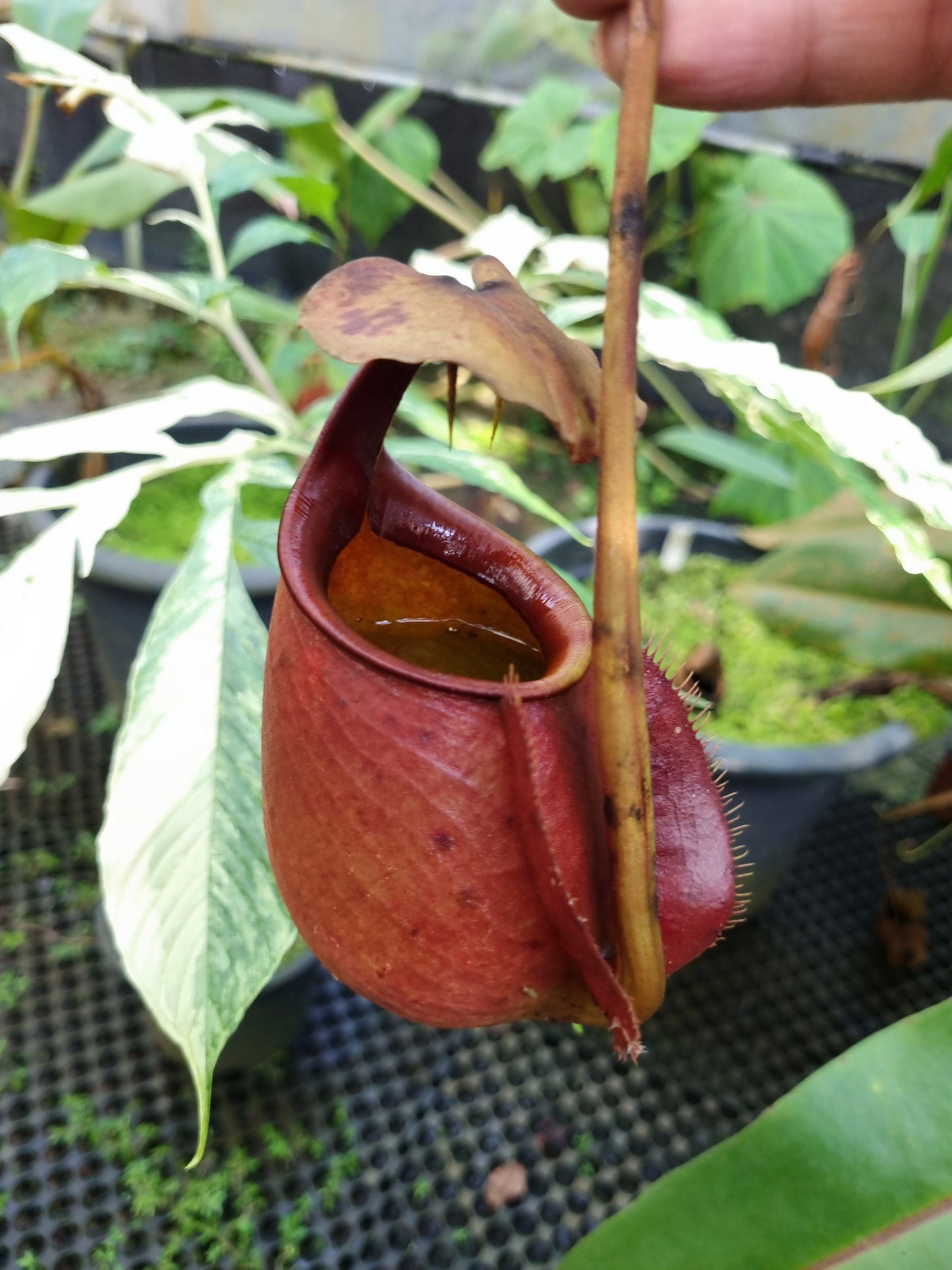 nepenthes bicalcarata fanged tropical pitcher plant carnivorous plants sale Singapore 