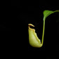 nepenthes bicalcarata seed-grown pitcher plants carnivorous plants sale Singapore potted plants