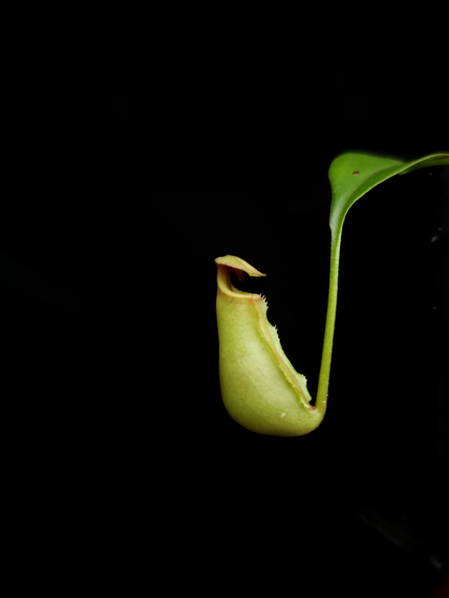 nepenthes bicalcarata seed-grown pitcher plants carnivorous plants sale Singapore potted plants