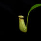 nepenthes bicalcarata seed-grown pitcher plants carnivorous plants sale Singapore potted plants