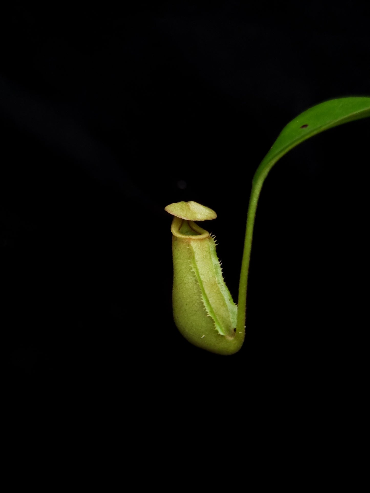 nepenthes bicalcarata seed-grown pitcher plants carnivorous plants sale Singapore potted plants