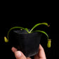 nepenthes bicalcarata seed-grown pitcher plants carnivorous plants sale Singapore potted plants