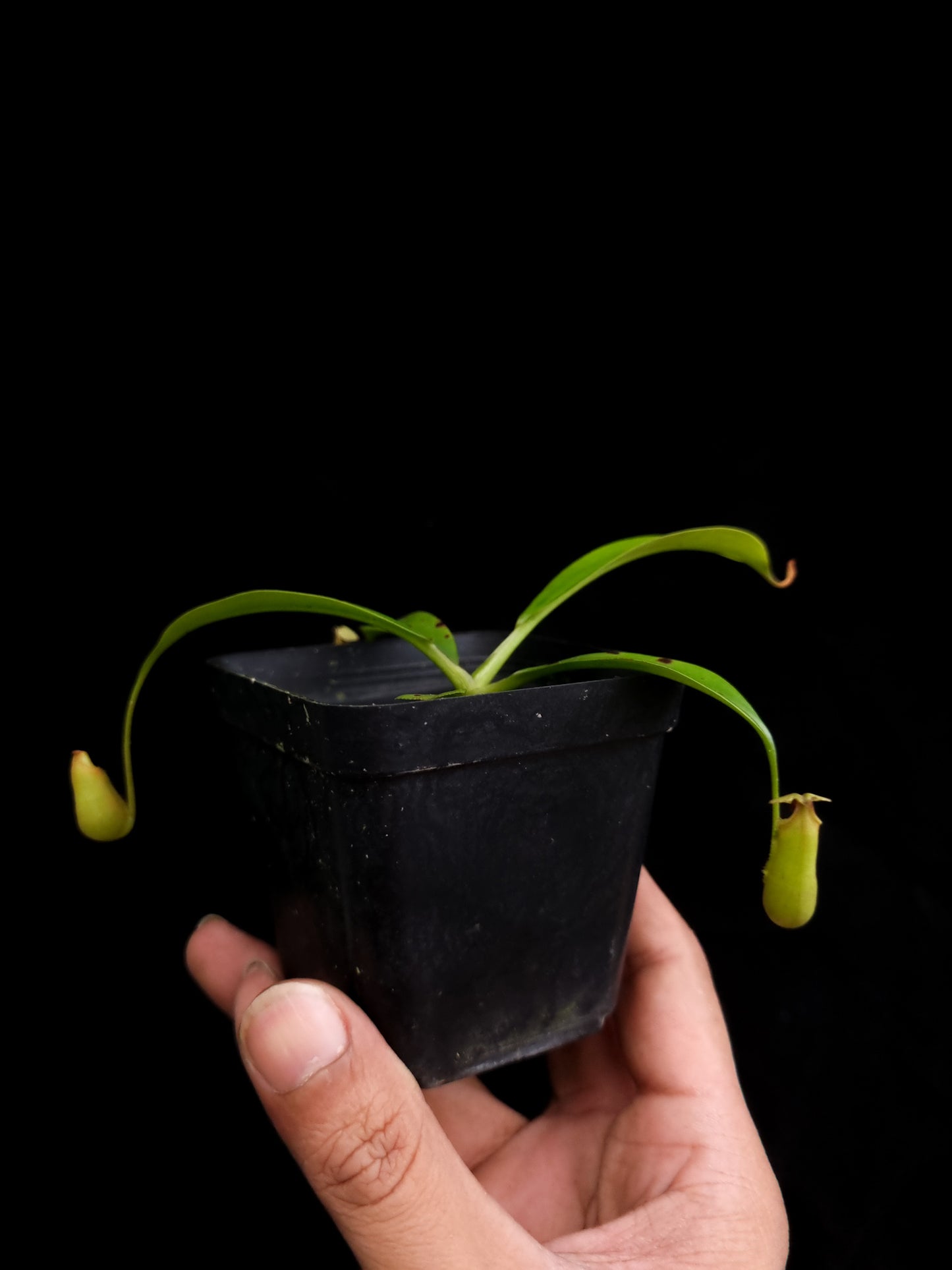 nepenthes bicalcarata seed-grown pitcher plants carnivorous plants sale Singapore potted plants