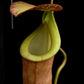 nepenthes bicalcarata x mirabilis pitcher plant carnivorous plant sale Singapore potted plant