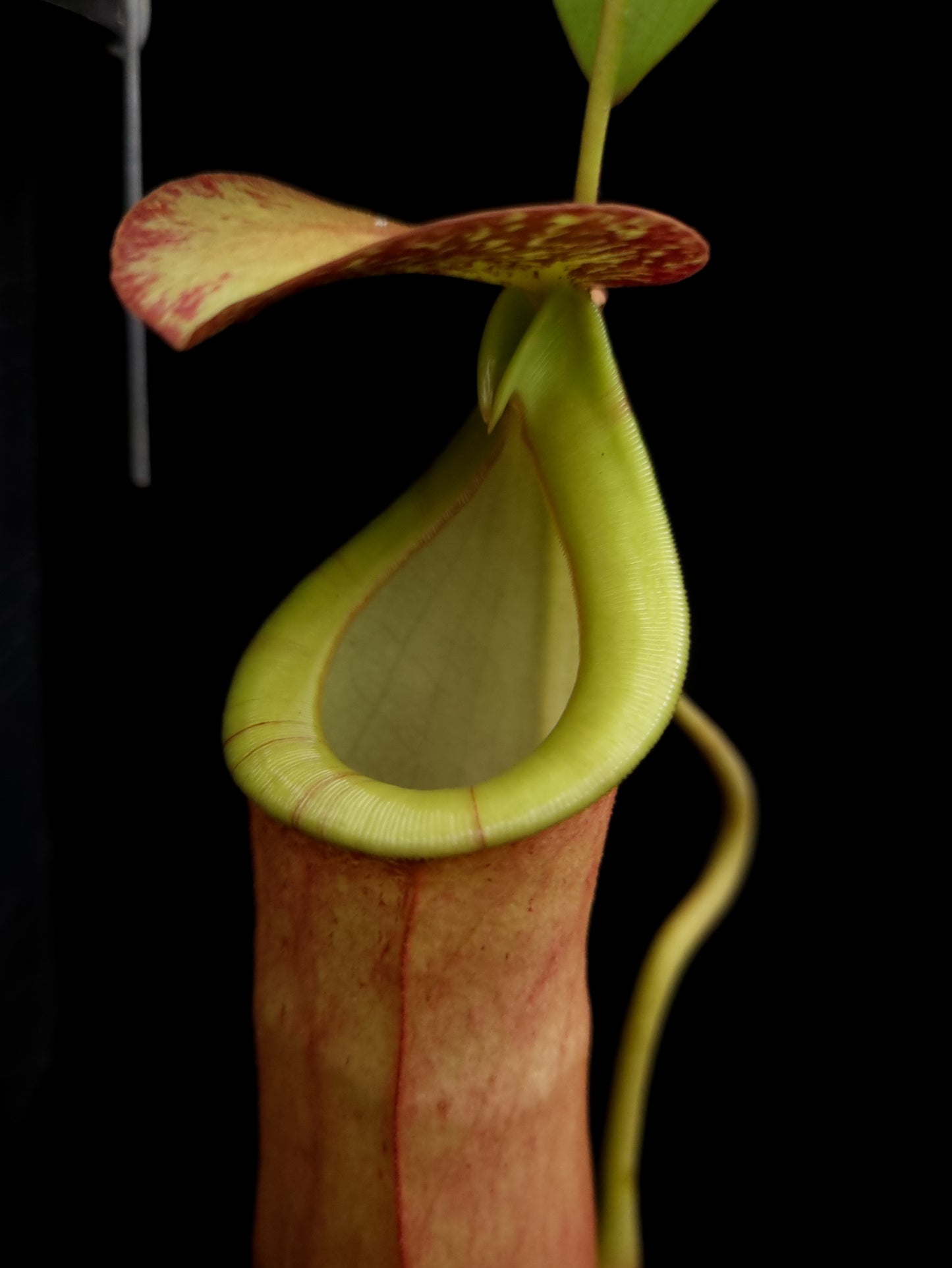 nepenthes bicalcarata x mirabilis pitcher plant carnivorous plant sale Singapore potted plant