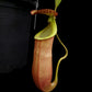 nepenthes bicalcarata x mirabilis pitcher plant carnivorous plant sale Singapore potted plant