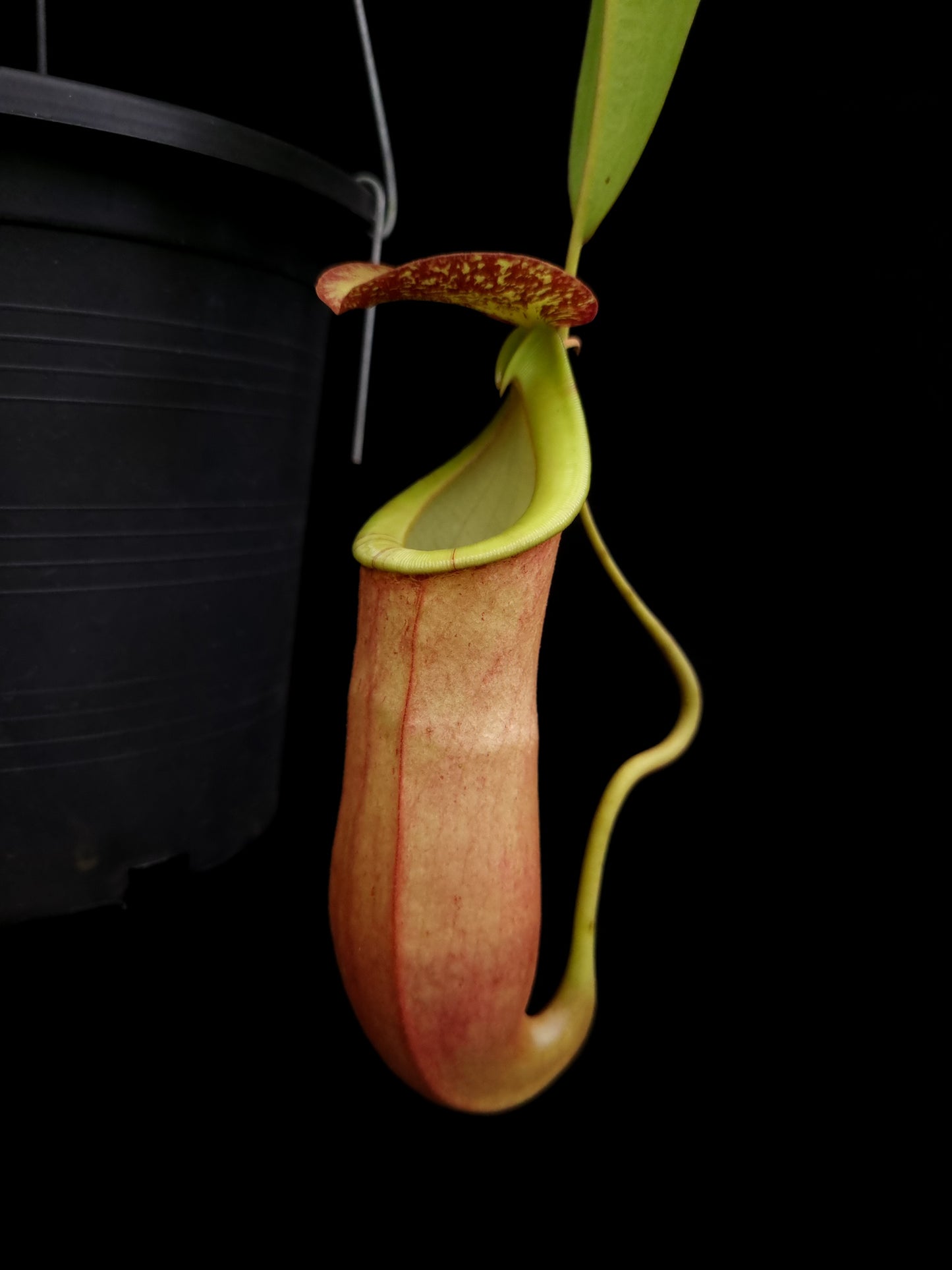 nepenthes bicalcarata x mirabilis pitcher plant carnivorous plant sale Singapore potted plant