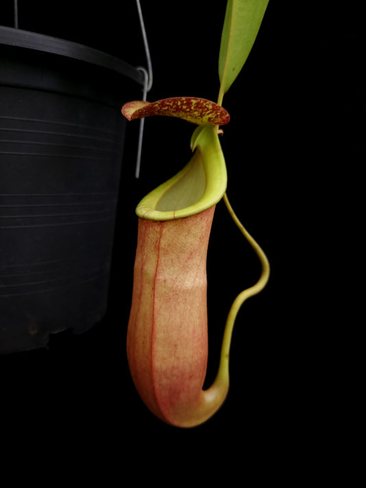 nepenthes bicalcarata x mirabilis pitcher plant carnivorous plant sale Singapore potted plant