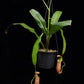 nepenthes bicalcarata x mirabilis pitcher plant carnivorous plant sale Singapore potted plant