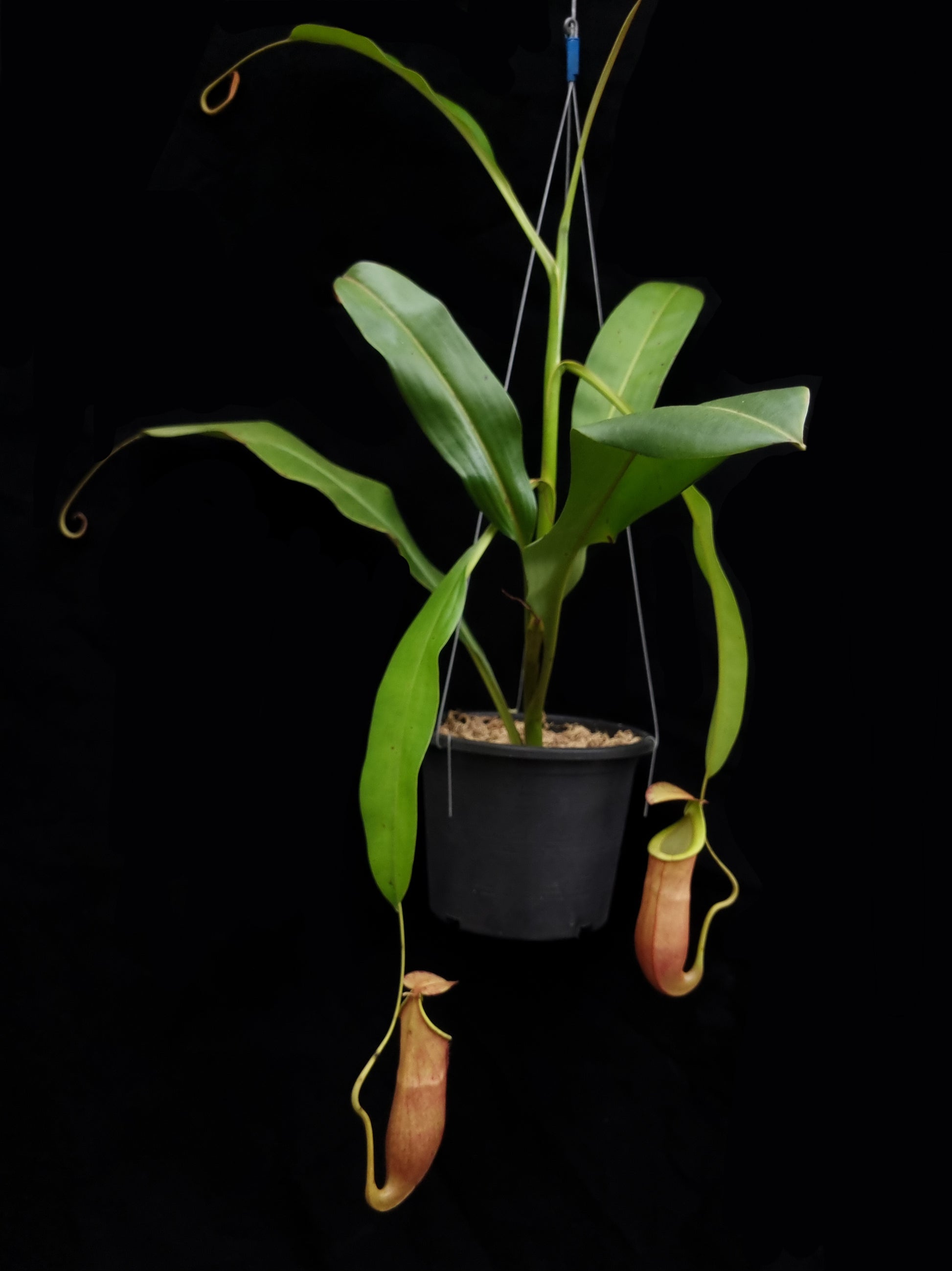 nepenthes bicalcarata x mirabilis pitcher plant carnivorous plant sale Singapore potted plant