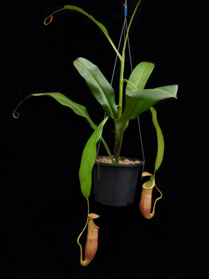 nepenthes bicalcarata x mirabilis pitcher plant carnivorous plant sale Singapore potted plant