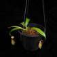 nepenthes cantleyi pitcher plant carnivorous plant sale Singapore potted plant