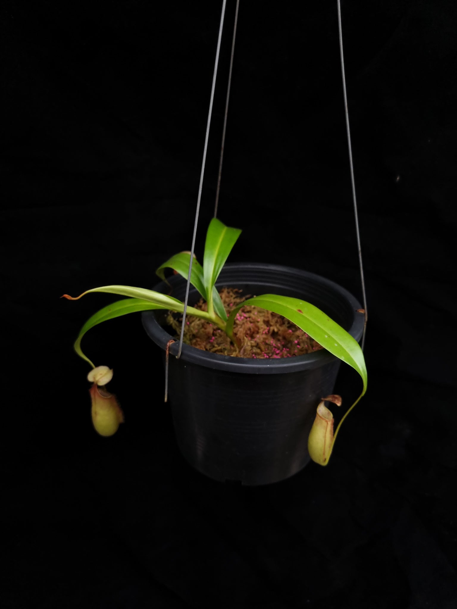 nepenthes cantleyi pitcher plant carnivorous plant sale Singapore potted plant