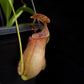 nepenthes cantleyi pitcher plant carnivorous plant sale Singapore potted plant