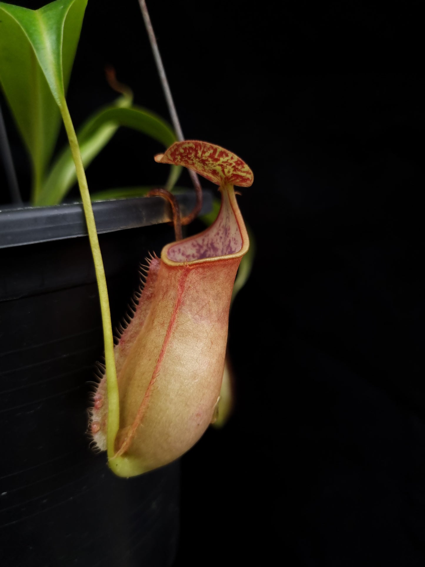 nepenthes cantleyi pitcher plant carnivorous plant sale Singapore potted plant