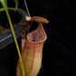 nepenthes cantleyi pitcher plant carnivorous plant sale Singapore potted plant
