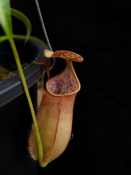 nepenthes cantleyi pitcher plant carnivorous plant sale Singapore potted plant