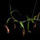 nepenthes gracilis black pitcher plant carnivorous plant sale Singapore potted plant