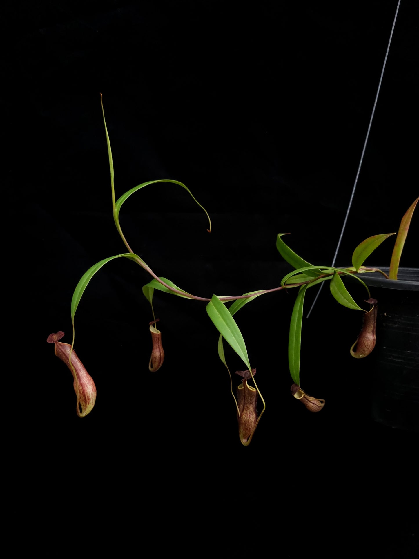 nepenthes gracilis black pitcher plant carnivorous plant sale Singapore potted plant