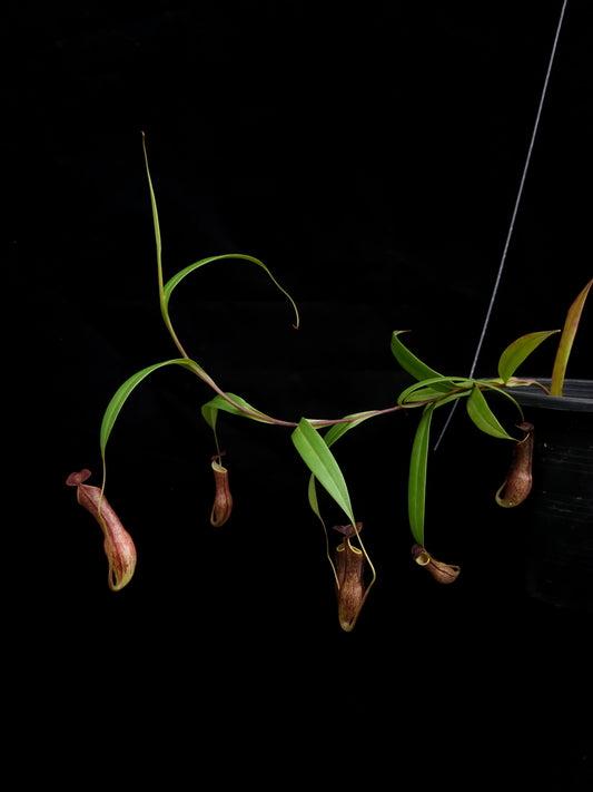 nepenthes gracilis black pitcher plant carnivorous plant sale Singapore potted plant