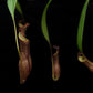 nepenthes gracilis black pitcher plant carnivorous plant sale Singapore potted plant