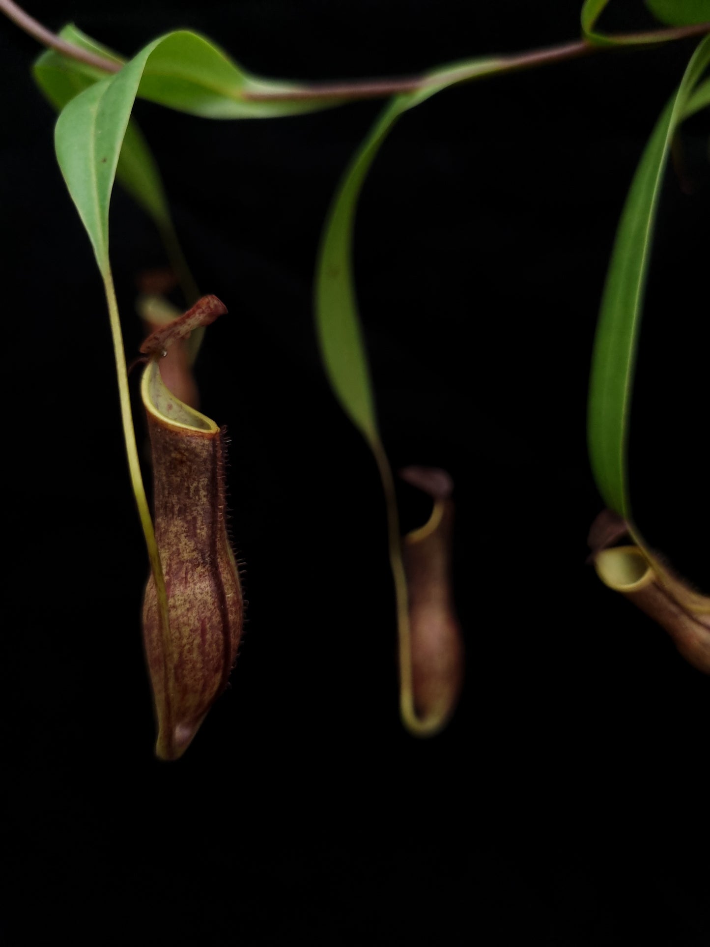 nepenthes gracilis black pitcher plant carnivorous plant sale Singapore potted plant