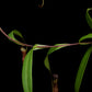 nepenthes gracilis black pitcher plant carnivorous plant sale Singapore potted plant