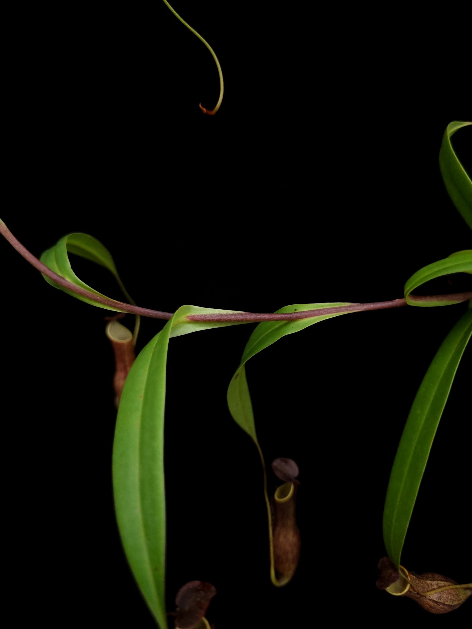 nepenthes gracilis black pitcher plant carnivorous plant sale Singapore potted plant