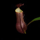 nepenthes gracilis black pitcher plant carnivorous plant sale Singapore potted plant