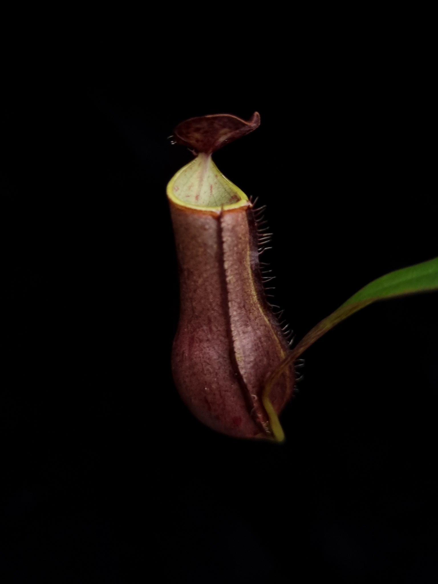 nepenthes gracilis black pitcher plant carnivorous plant sale Singapore potted plant