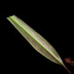 nepenthes gracilis black pitcher plant carnivorous plant sale Singapore potted plant