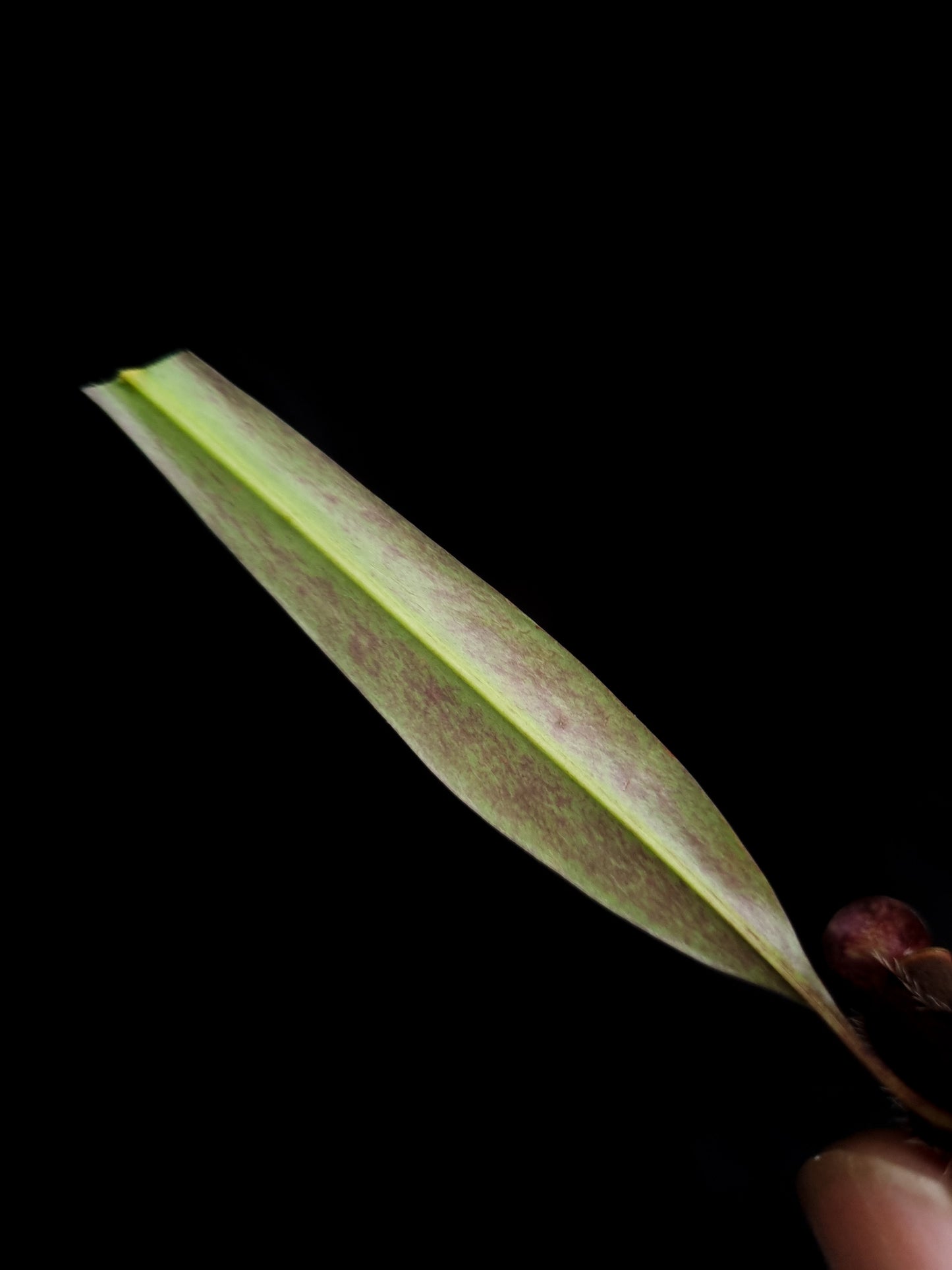 nepenthes gracilis black pitcher plant carnivorous plant sale Singapore potted plant