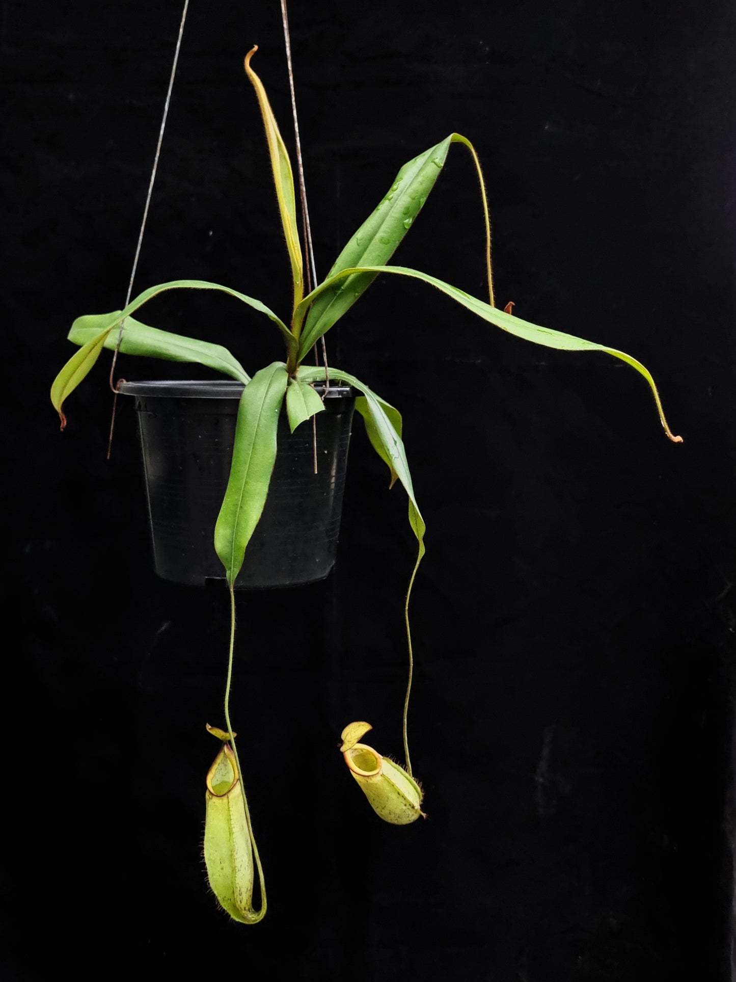 nepenthes hirsuta pitcher plant carnivorous plant sale Singapore