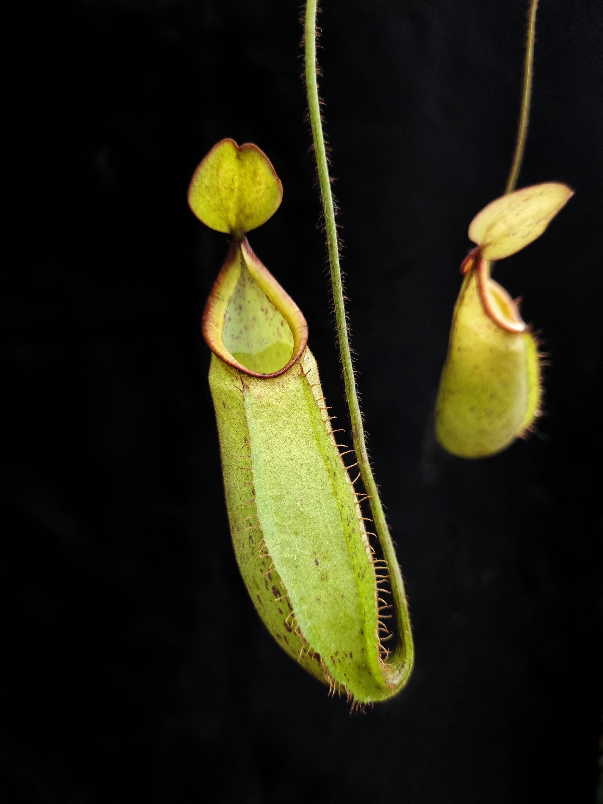 nepenthes hirsuta pitcher plant carnivorous plant sale Singapore